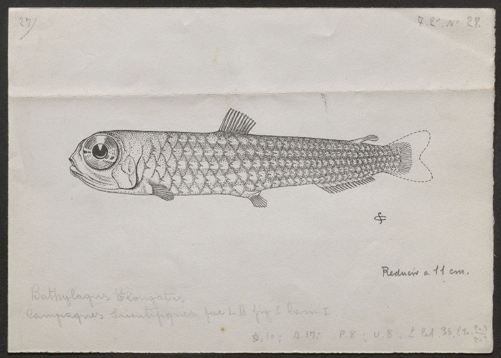 Dibujo atribuido a Serapio. Martínez González. Fuente: https://simurg.urici.csic.es/view/9918265845204201/pez-abisal-leptoderma-macrops
